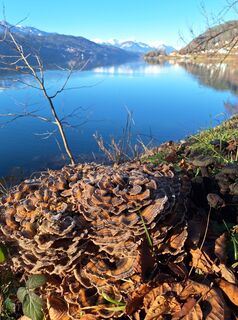 Fotografija s spletne strani Dagmar Hofer na poti