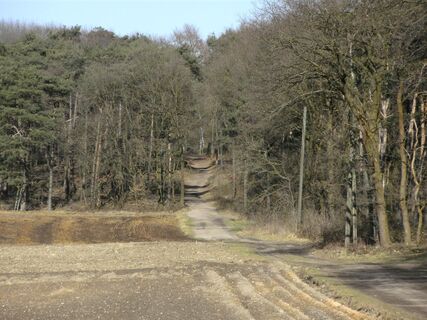 Leicht hügelig entlang des Waldrandes