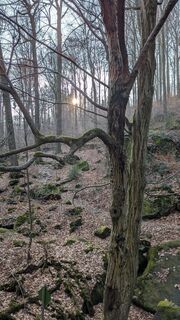 Zdjęcie z hochlandfamilie wzdłuż trasy