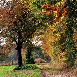 Wanderweg bei Diedelsheim