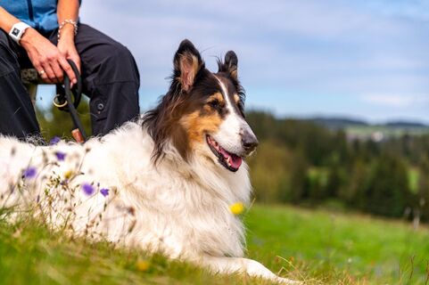 Wandern mit Hund