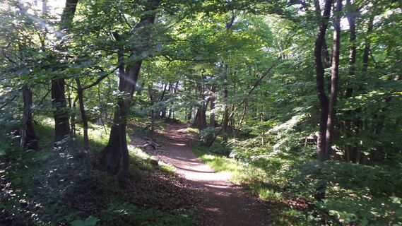 Singletrail Brenntenberg