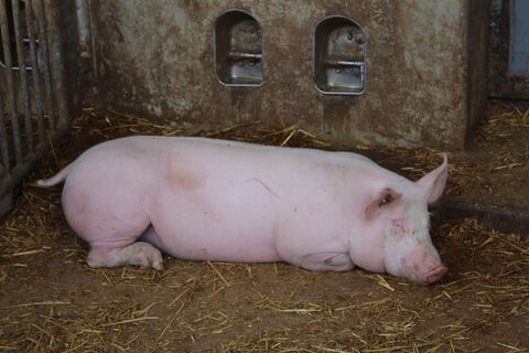 Schwein im Stall Berberich, Hardheim-Rütschdorf