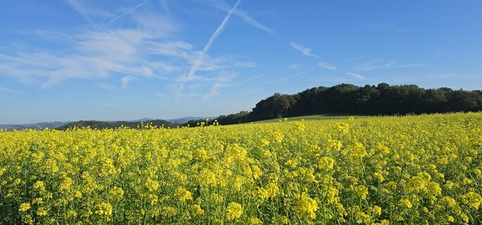 Rapsfelder Steffeln (c) Touristik GmbH Gerolsteiner Land, Leonie Post