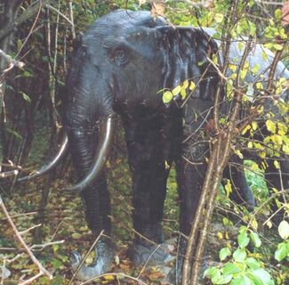 Halt beim Elefanten auf der Ramoosebni