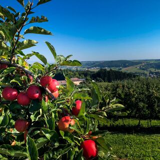 Obstgärten im Thermen- und Vulkanland