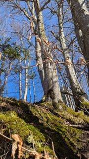 Photo de Ziegler Em1304 le long du parcours