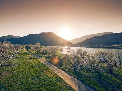 Marillenblüte am Südufer der Wachau gegenüber Spitz