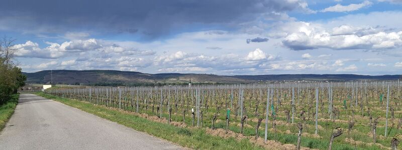 durch die Weinrieden Casino