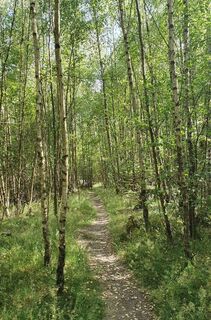 Birkenwäldchen am Rundwanderweg