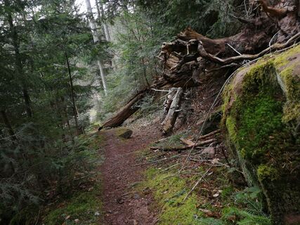 Trail Uhlandshöhe