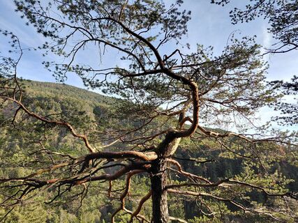 Fotografija s spletne strani Sabine Steuxner na poti