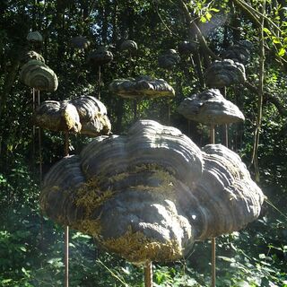 Schwebende Pilze