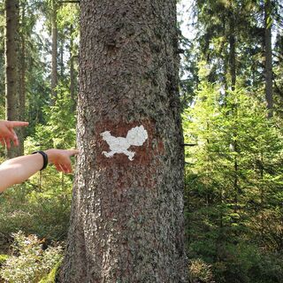 Der rennende Auerhahn markiert den Rundweg