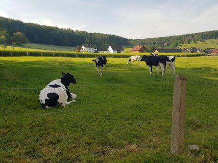 1_wiese_brenkhausen_hx1_stephanberg