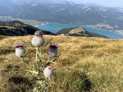 Fotografija s spletne strani Natur_erleben_dg na poti