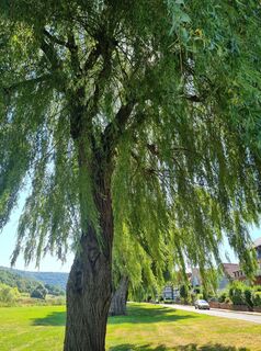 Photo de L K 11 le long du parcours