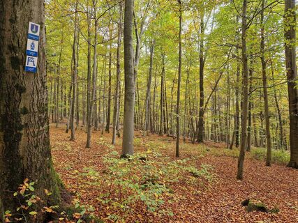 Unterwegs im Buchenwald