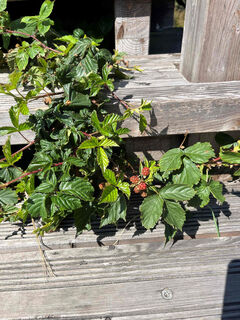 Brombeeren am Wegesrand