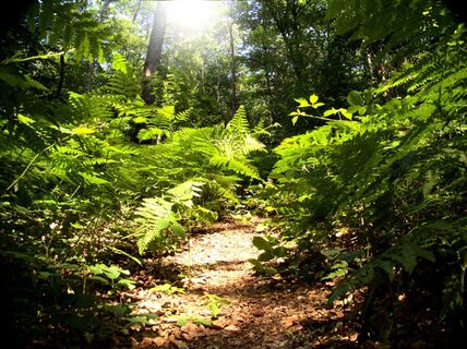 Wald