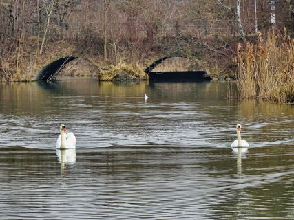 Schwäne Schwarzlackenau