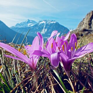 Frühlingslichtblumen im Naturschutzgebiet Follatères