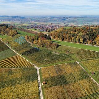 Osterfingen_Reblandschaft_Herbst_Bergtrotte_Aussicht
