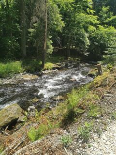 Foto de Waldläufer a lo largo del recorrido