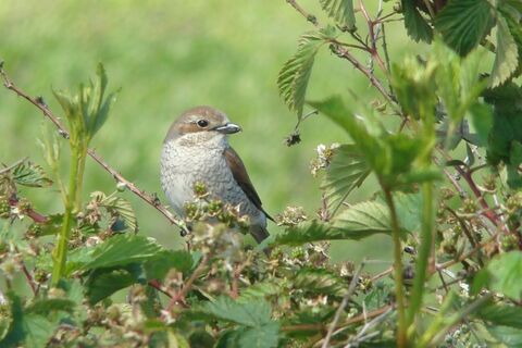 Neuntöter Weibchen in Brombeerhecke