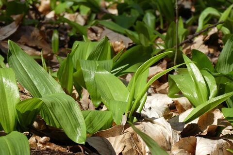 Weidlingbach - Steinriegl – Windischhütte