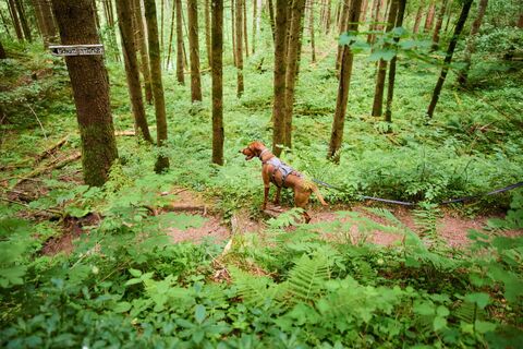 Hund im Wald