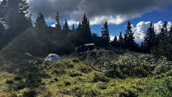 Fotó a Sehcup honlapról a túra során