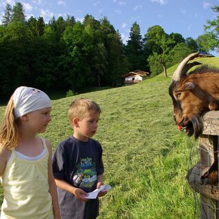 Kinder beim Ziegenfüttern am Pinzgerhof