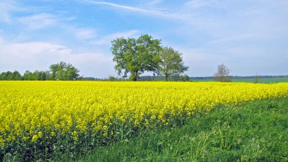 Gelbblühende Rapsfelder bei Vorwerk
