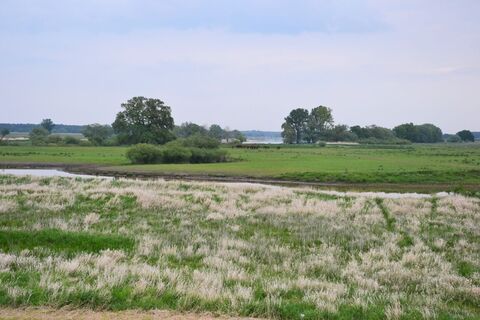 Pferde hinterm Elbdeich