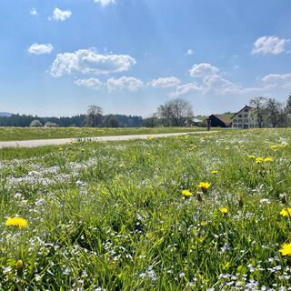 Blumenwiesen entlang der Strecke bei Lengatz