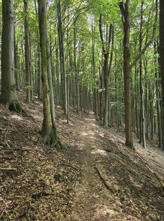 Photo de János Zsolt Mahr le long du parcours