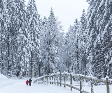 Winterwanderweg in Todtnauberg