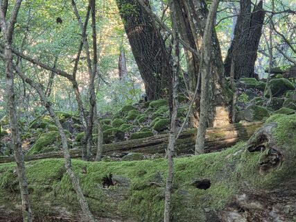 Fotografija s spletne strani János Zsolt Mahr na poti