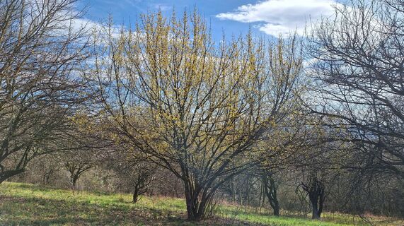 Fotografija s spletne strani Regina Fleischmann na poti