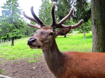 Rothirsch im Bast
