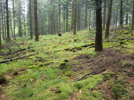 Wald bei Nuttlar Evenkopfhütte