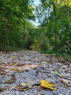 Naturweg im Wald