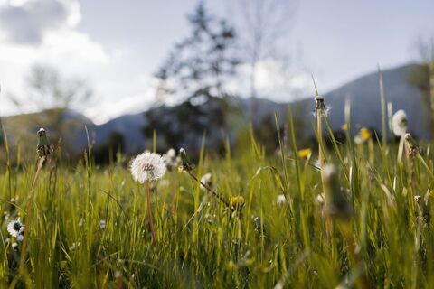 Angerberg Frühling (c) Magdalena Laiminger 3.jpg