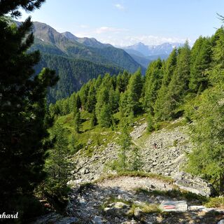 Über Almwiesen gelangen wir in altes Bergsturzgelände, Alpenrosen überwuchern die Felsen, und Zirben und Lärchen begleiten unseren Weg.