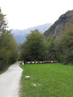 Bienen