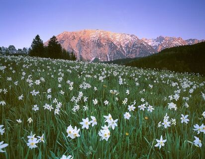 Narzissen, Almen, Berge; Seen.....