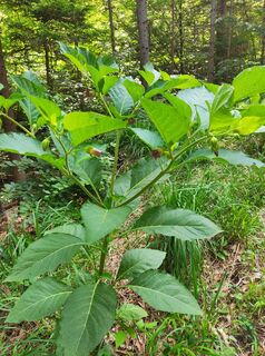 Foto van stuebi langs de tour
