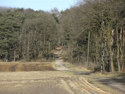 Leicht hügelig entlang des Waldrandes