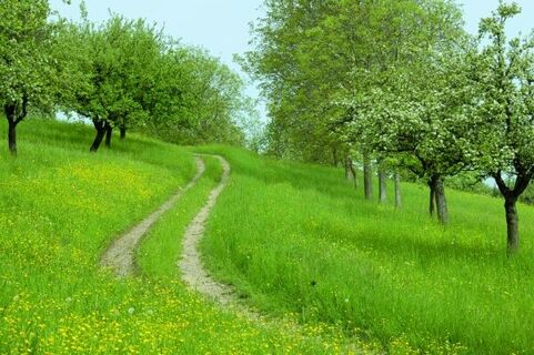 Streuobstwiesen im Hegau